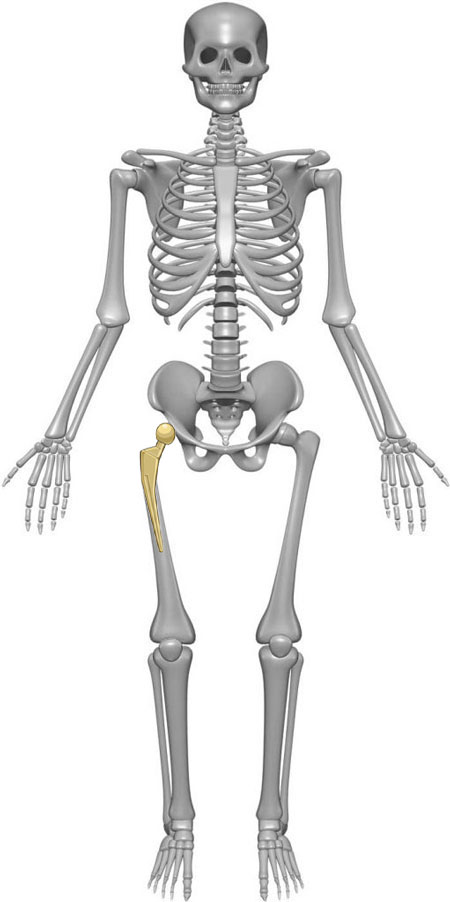 Orthozane Skeleton